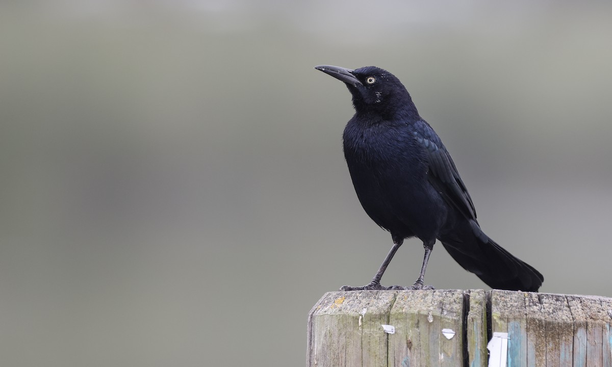 Great-tailed Grackle (Western) - ML269160281