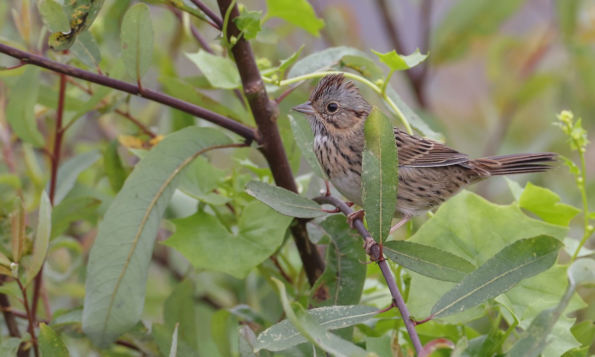 Lincoln's Sparrow - ML269161061