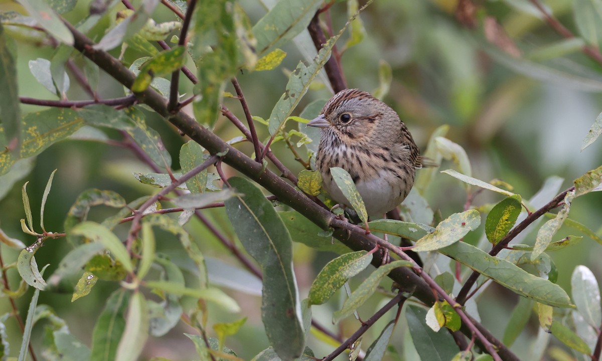 Lincoln's Sparrow - ML269161071