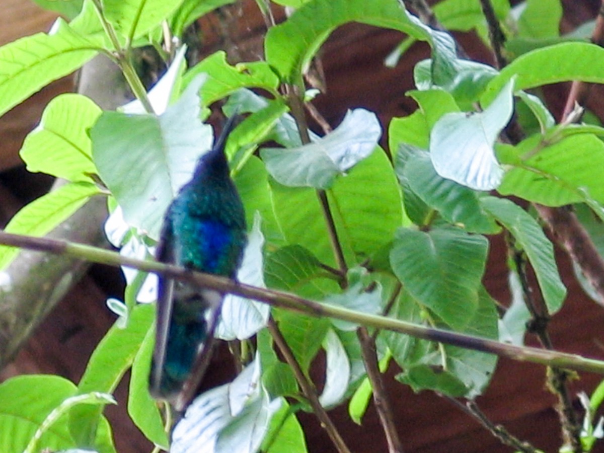 kolibřík modrolící - ML269163211
