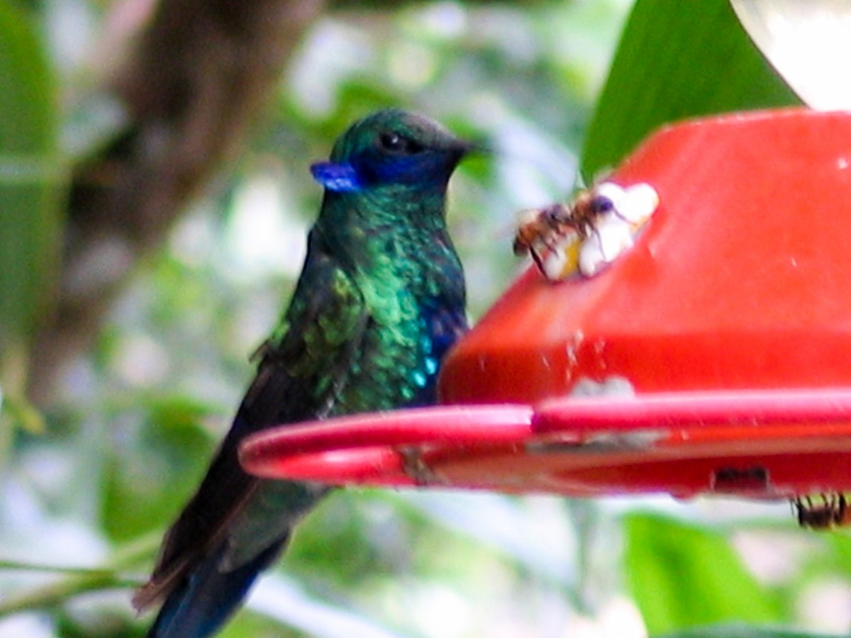kolibřík modrolící - ML269163251