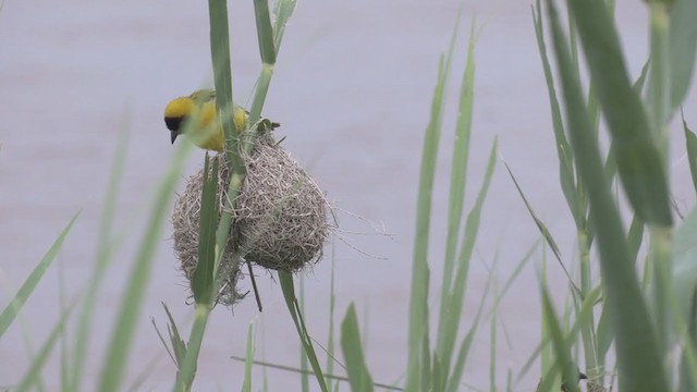 Lesser Masked-Weaver - ML269164011