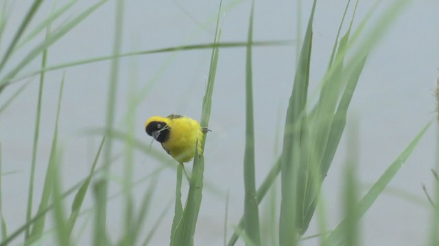 Lesser Masked-Weaver - ML269164081