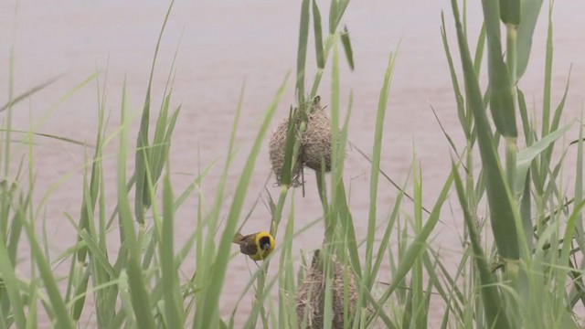 Lesser Masked-Weaver - ML269164121