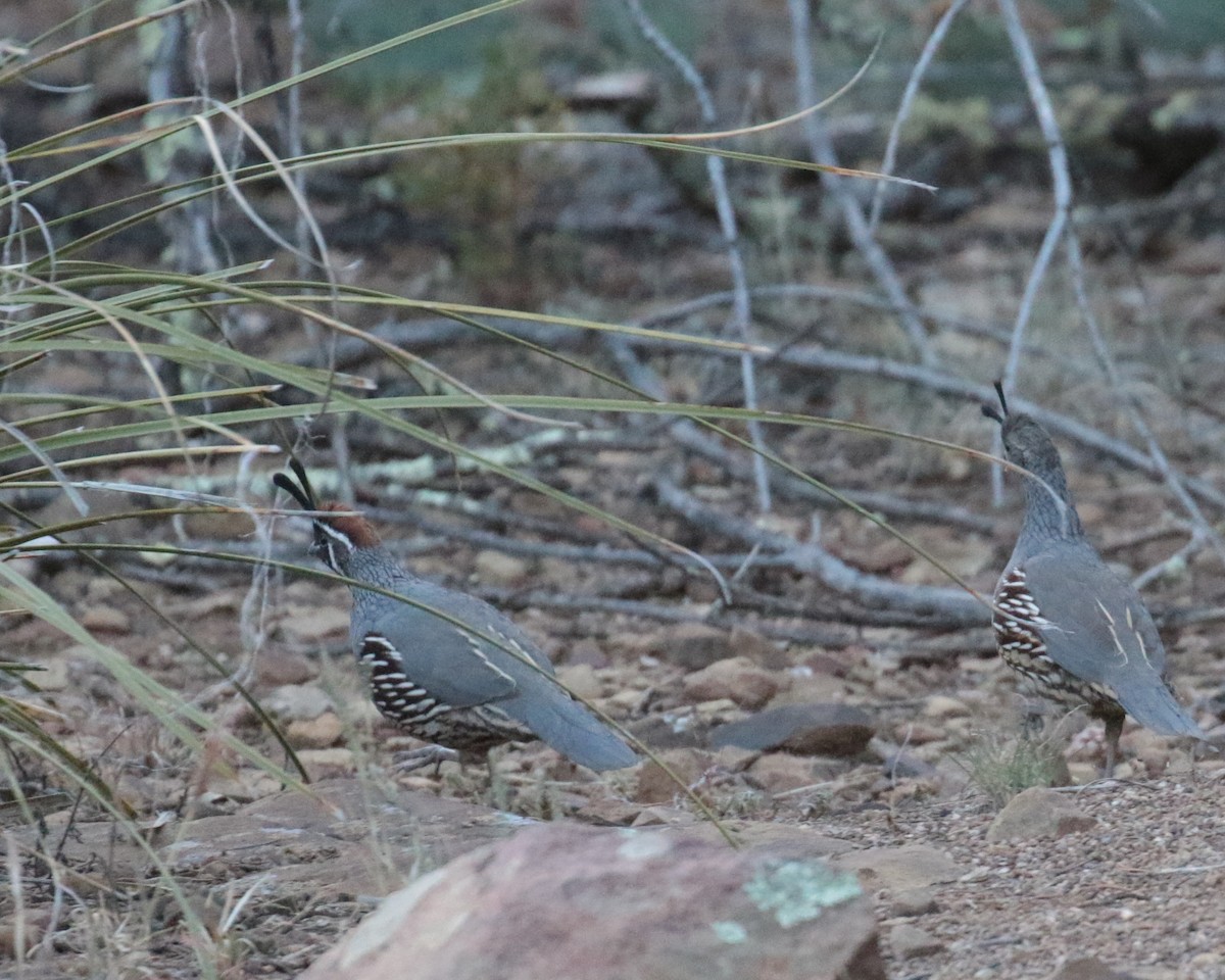 Gambel's Quail - ML269165701