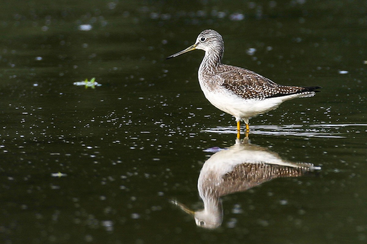 Greater Yellowlegs - ML269165991