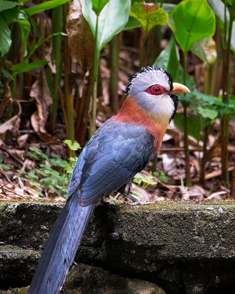 Scale-feathered Malkoha - Joseph Riel Senga