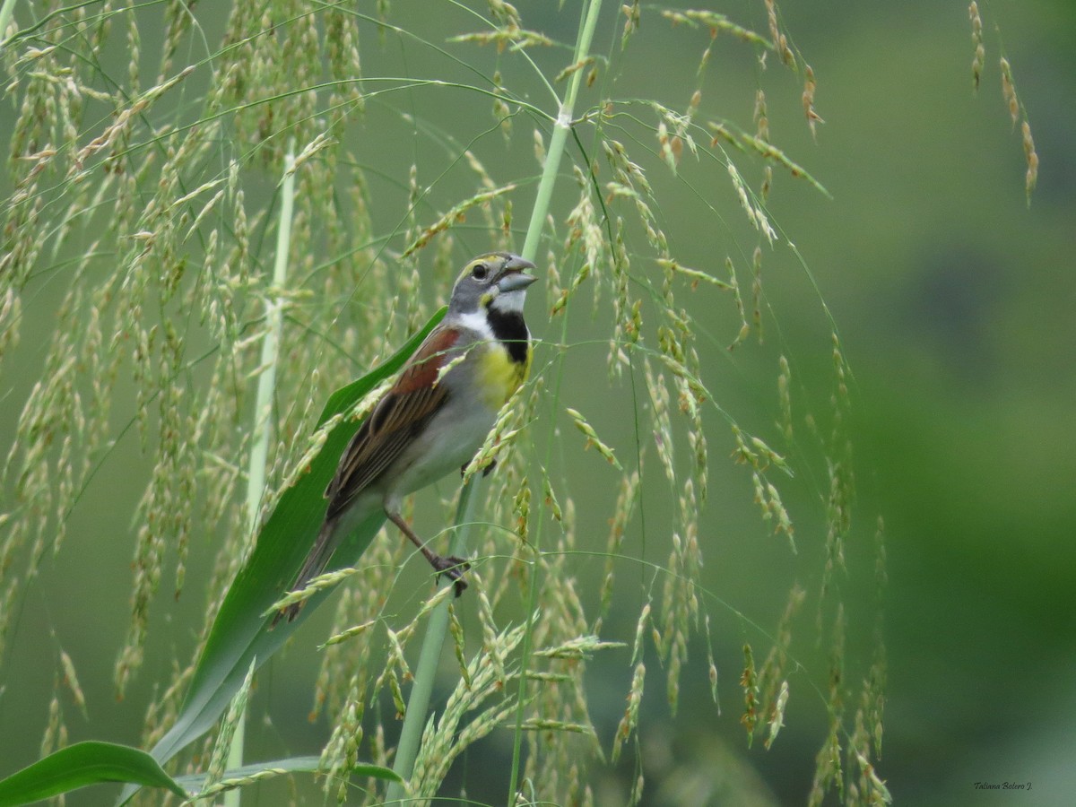 Dickcissel - ML26916841