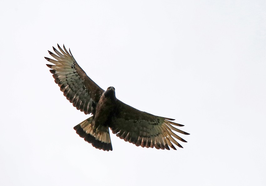 Black-and-chestnut Eagle - ML26916981