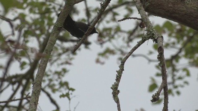 Southern Black-Tit - ML269169871