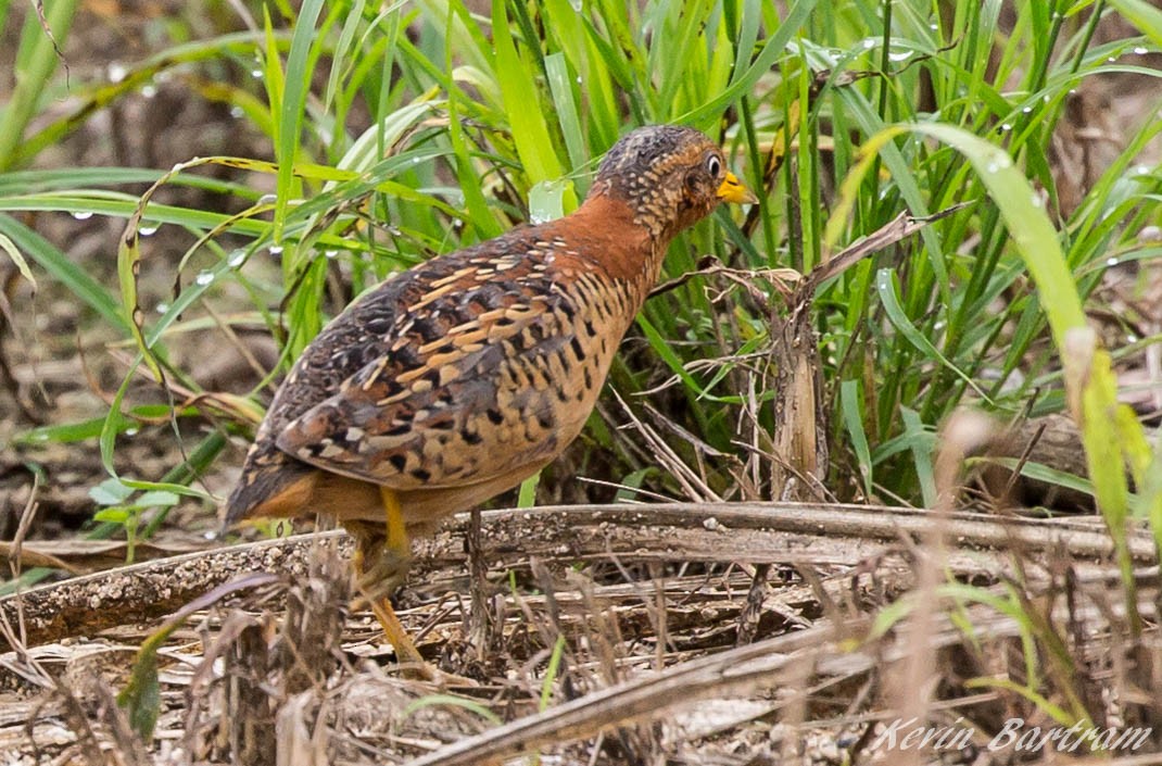Red-backed Buttonquail - ML269170981