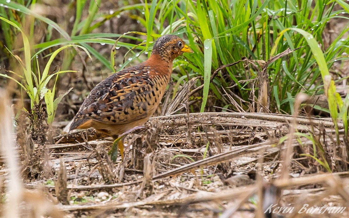 Red-backed Buttonquail - Kevin Bartram