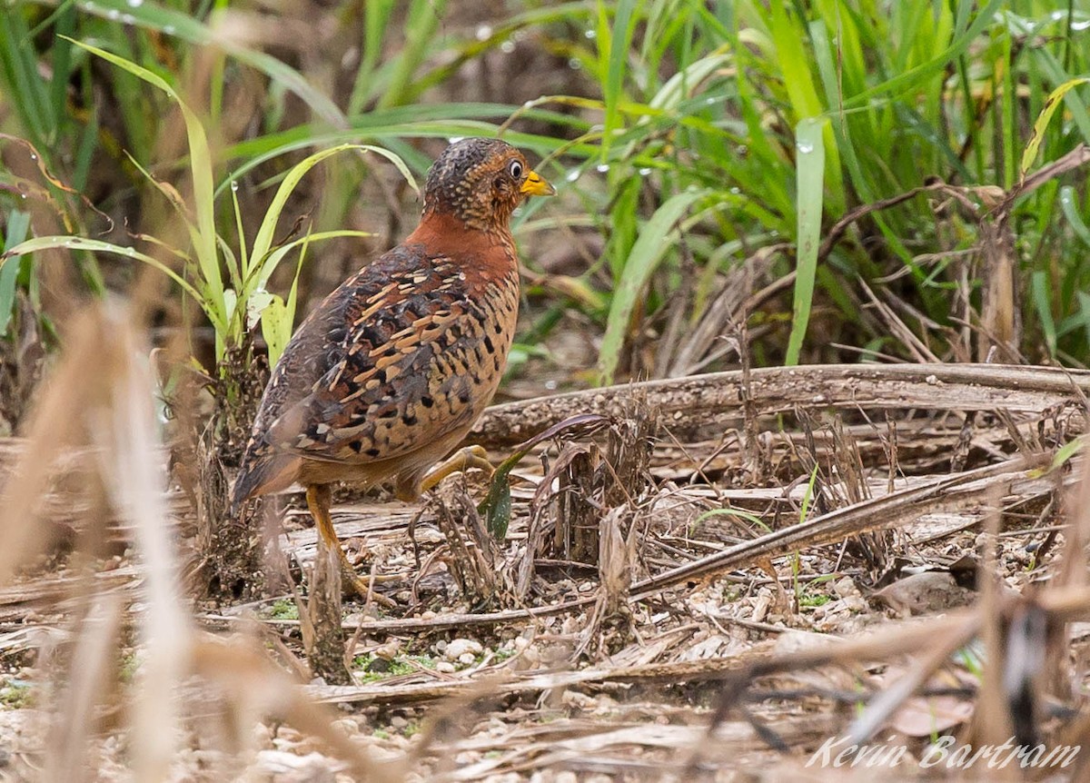 Red-backed Buttonquail - ML269171011