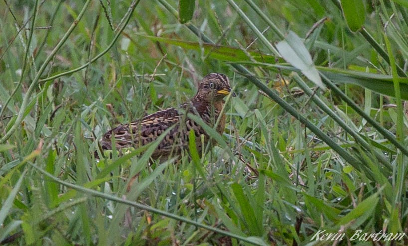 Red-backed Buttonquail - ML269171051