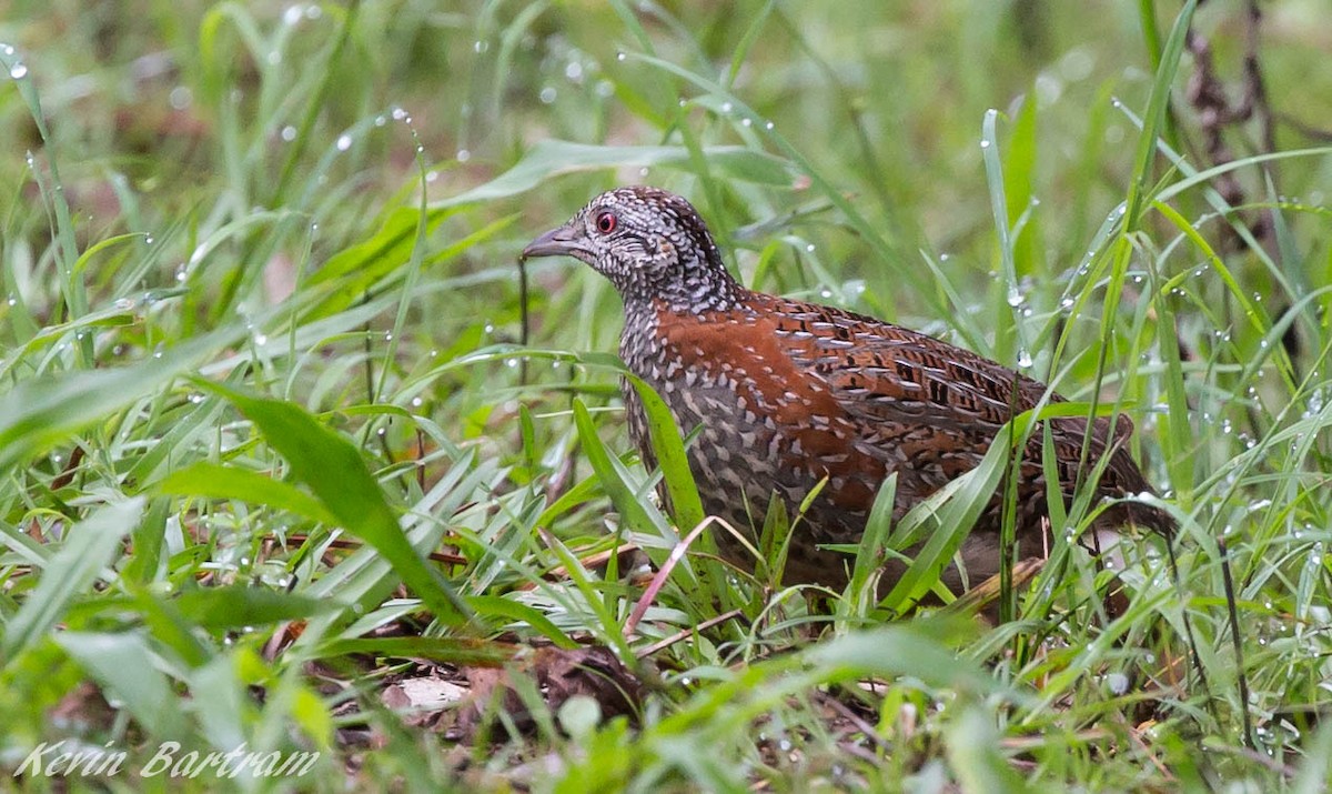 Painted Buttonquail - ML269171111