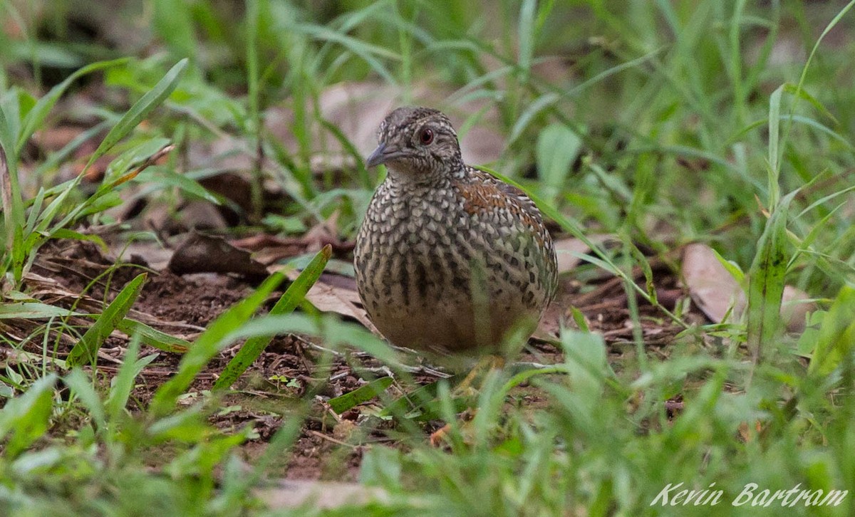 Painted Buttonquail - ML269171131