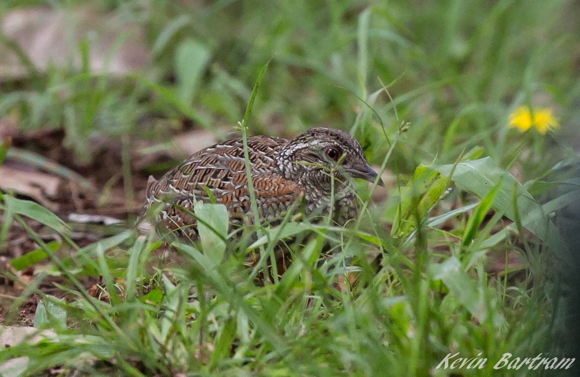 Painted Buttonquail - ML269171141