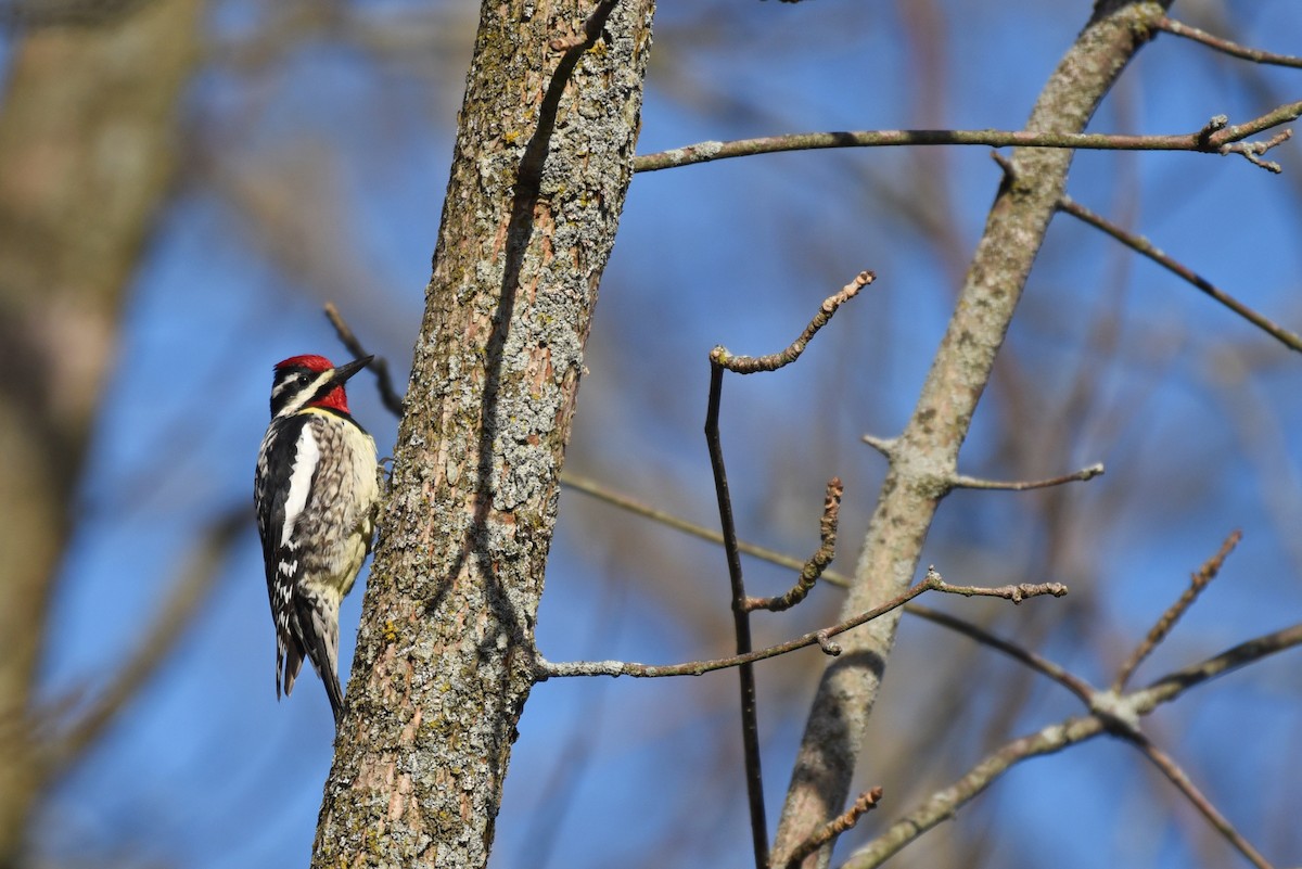 Yellow-bellied Sapsucker - ML26917141