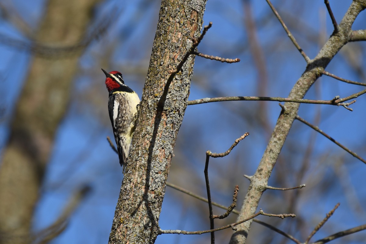 Yellow-bellied Sapsucker - ML26917161