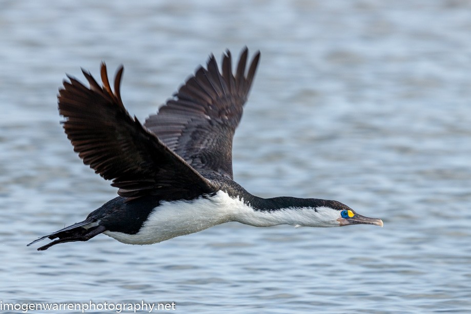 Pied Cormorant - Imogen Warren