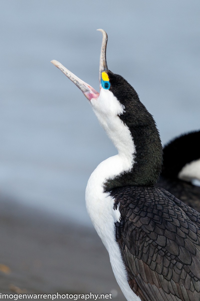 Pied Cormorant - Imogen Warren