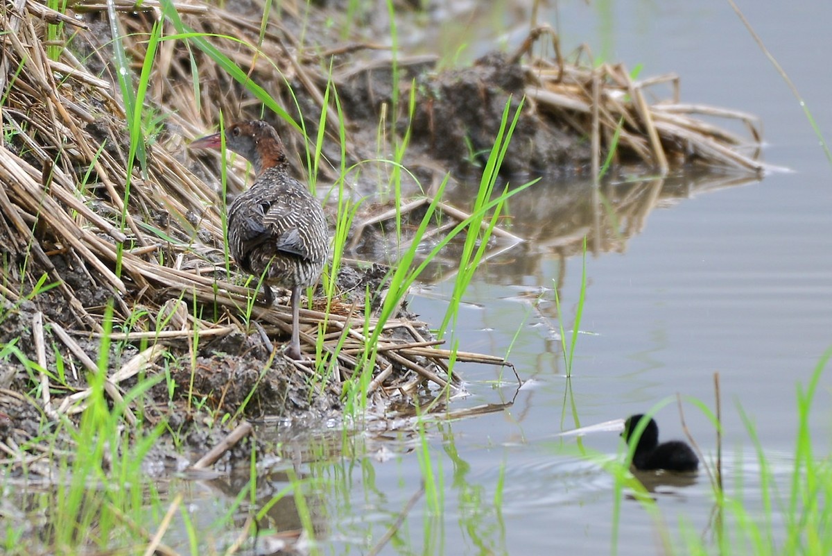 Slaty-breasted Rail - ML269173981