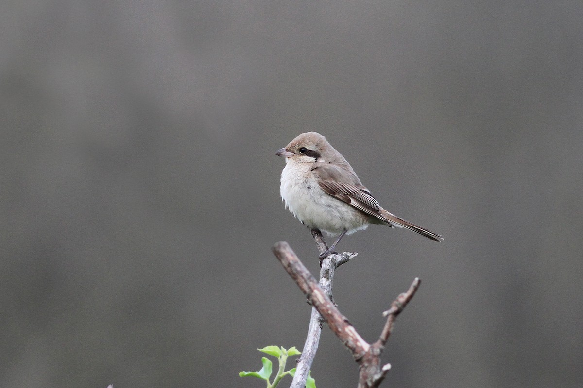 Red-tailed/Isabelline Shrike - ML269177371