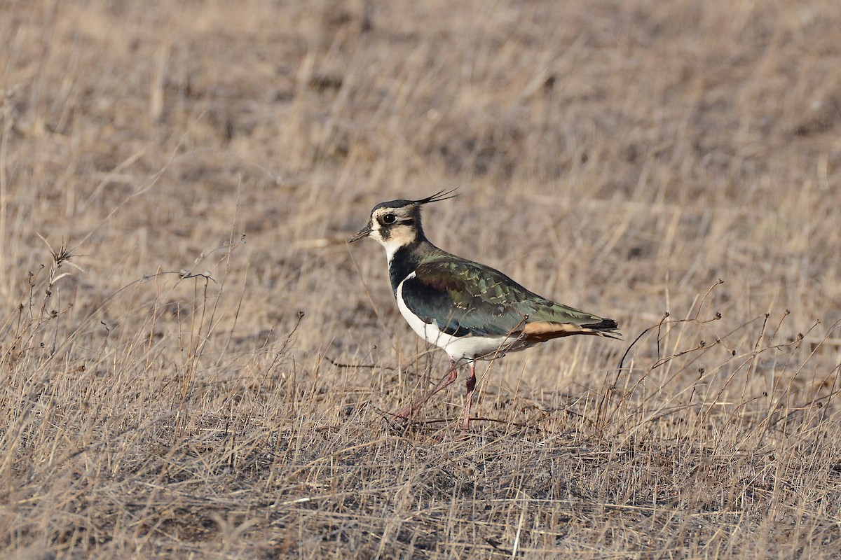 Northern Lapwing - ML269179991