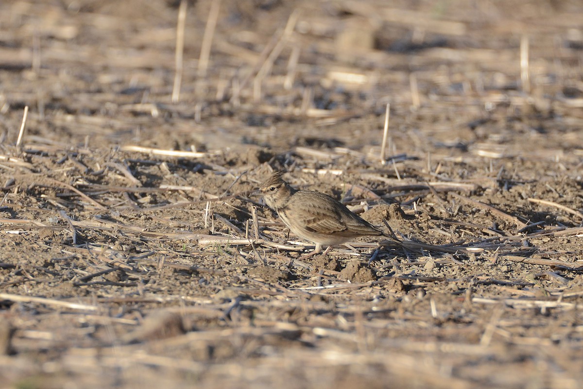 Crested Lark - ML269180001