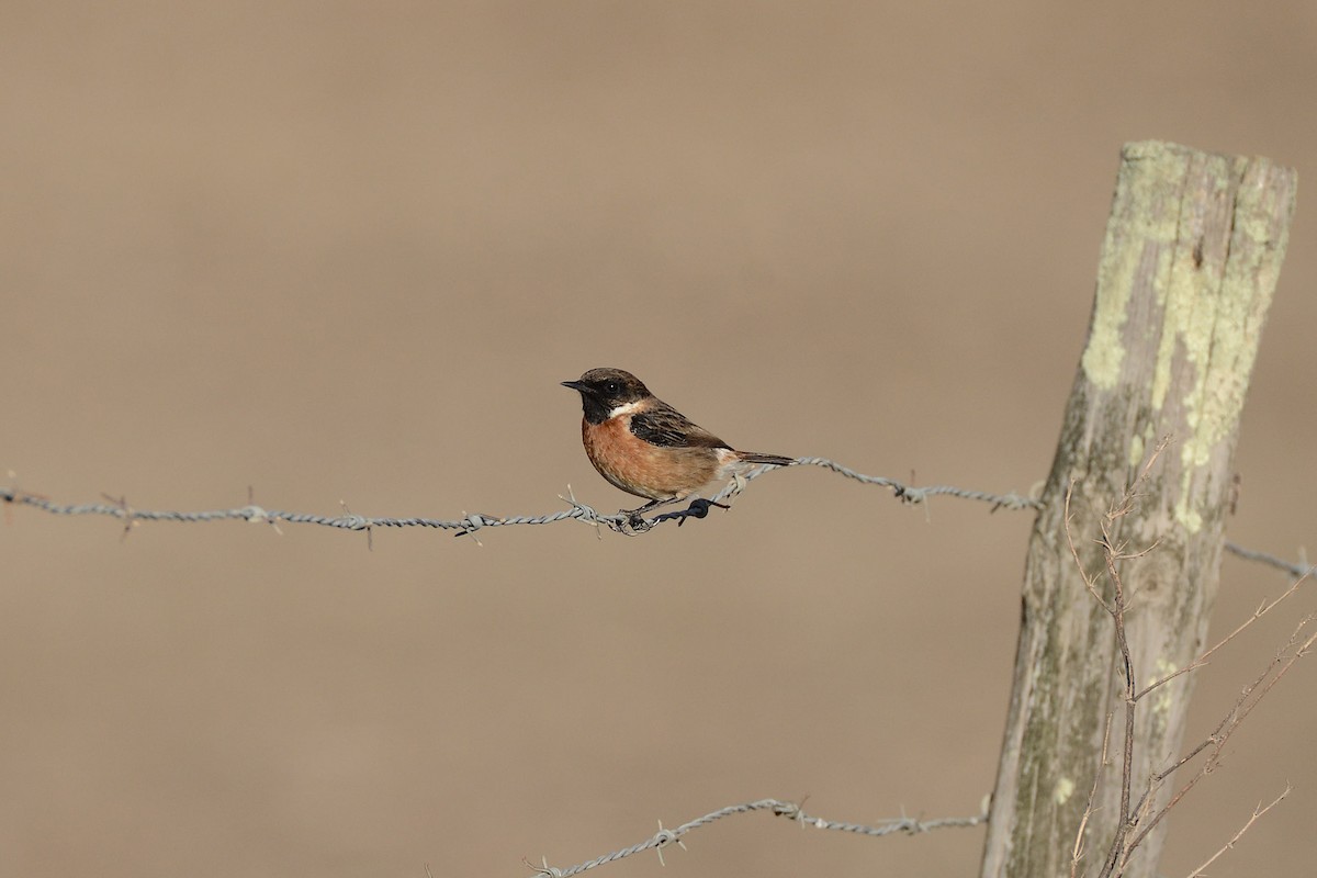 European Stonechat - ML269180021