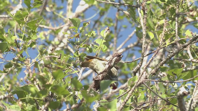 Cardinal Woodpecker - ML269181461