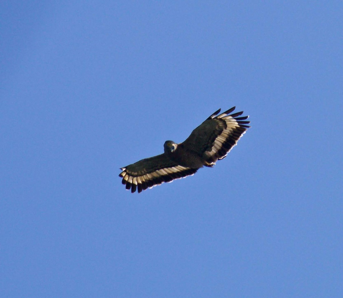 Crested Serpent-Eagle - ML269184031