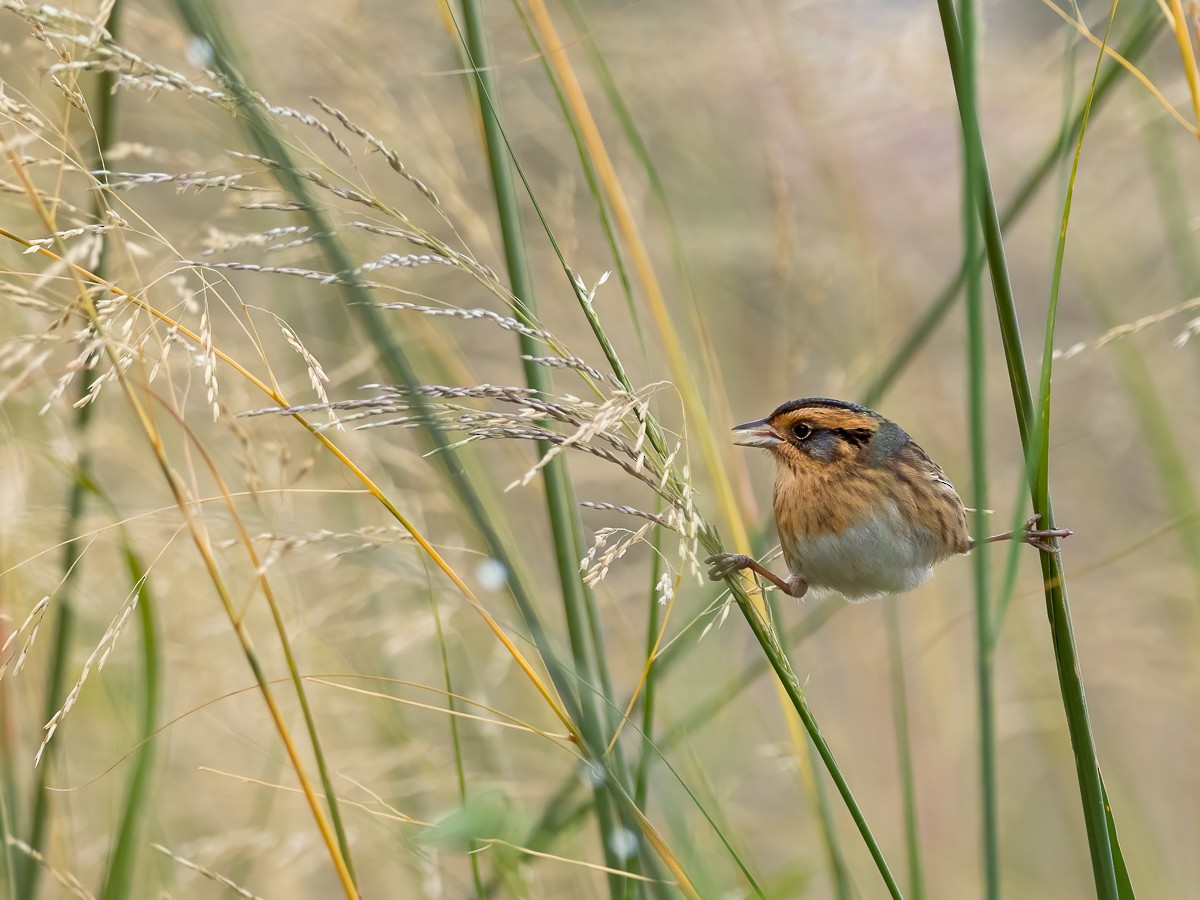 Nelson's Sparrow - ML269184291