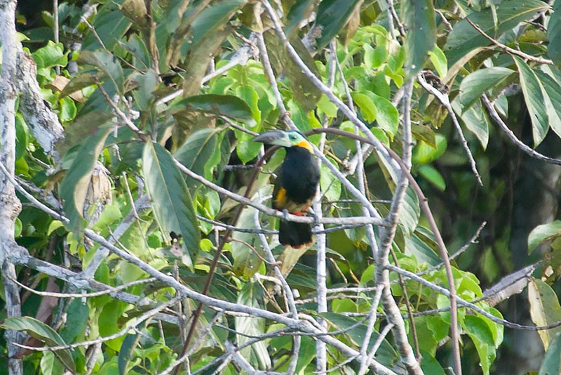 Golden-collared Toucanet (Green-billed) - Arthur Grosset