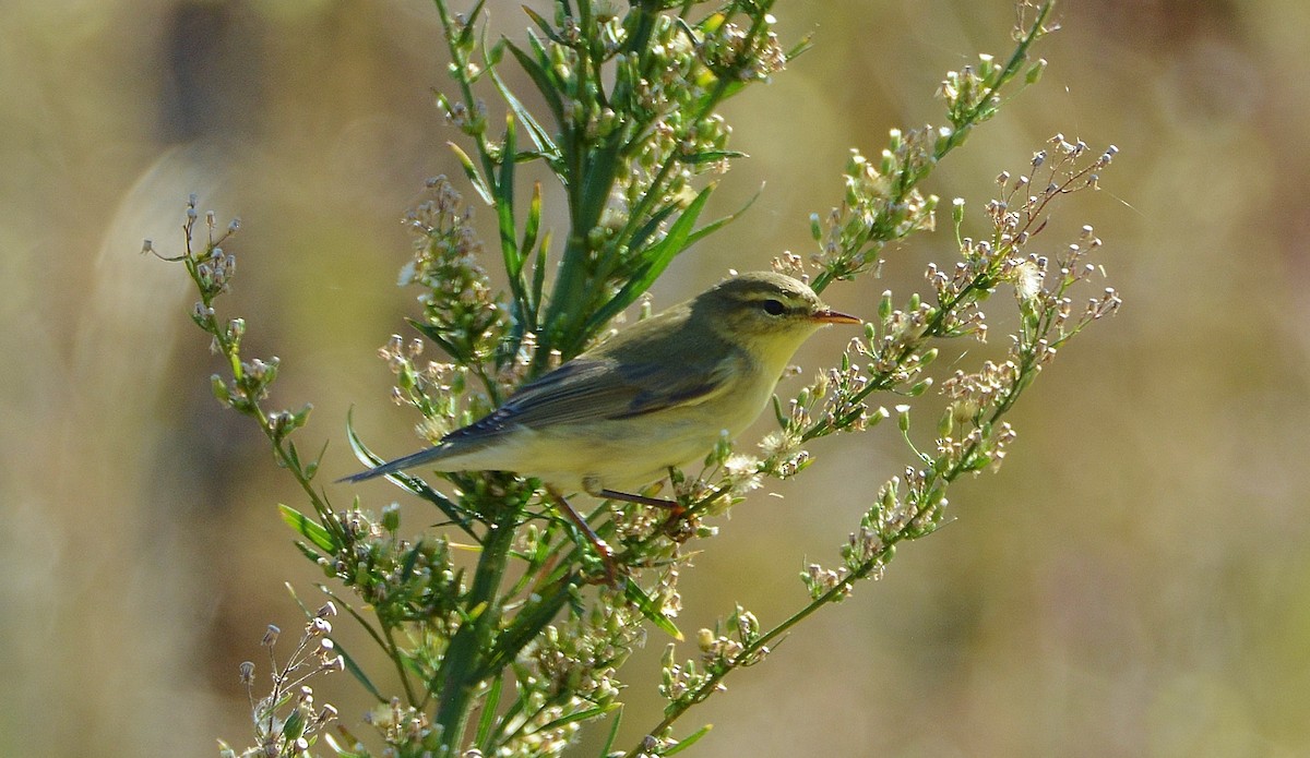 Willow Warbler - Álvaro García Martín