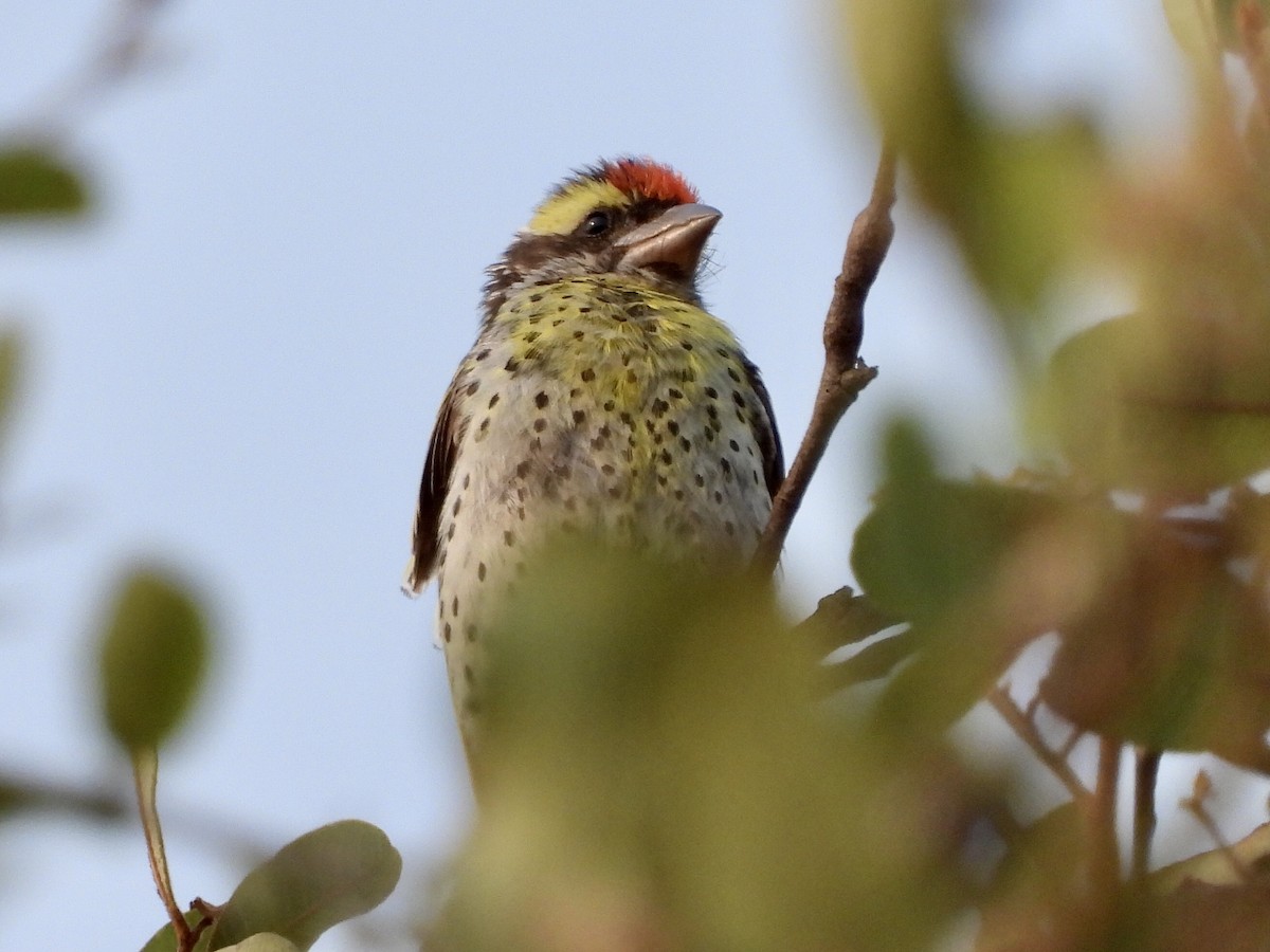 Miombo Barbet - ML269185411