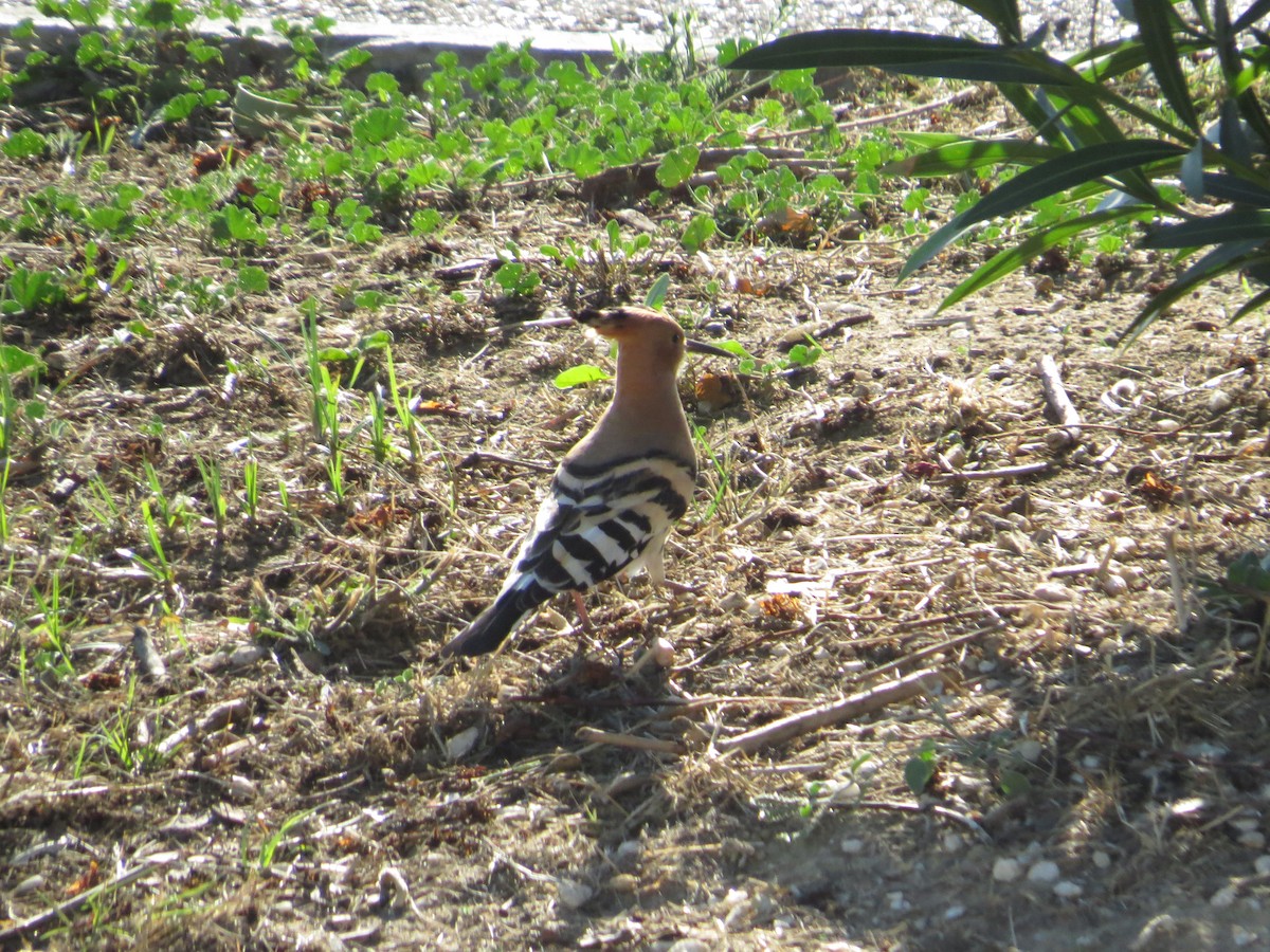 Eurasian Hoopoe - ML269186231