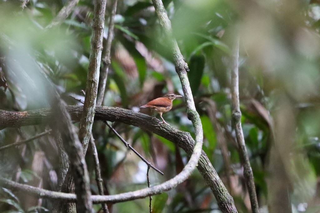 Pale-billed Hornero - ML269186241