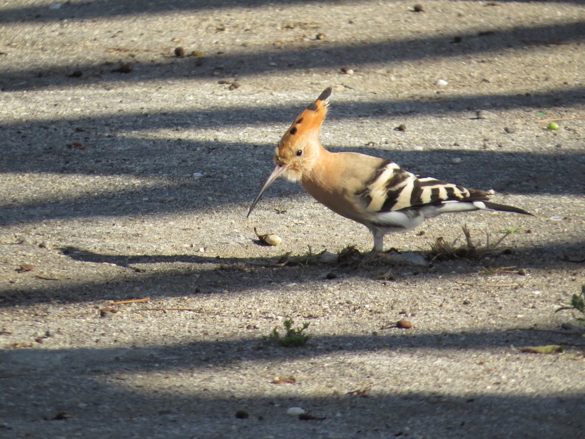 Eurasian Hoopoe - ML269186361