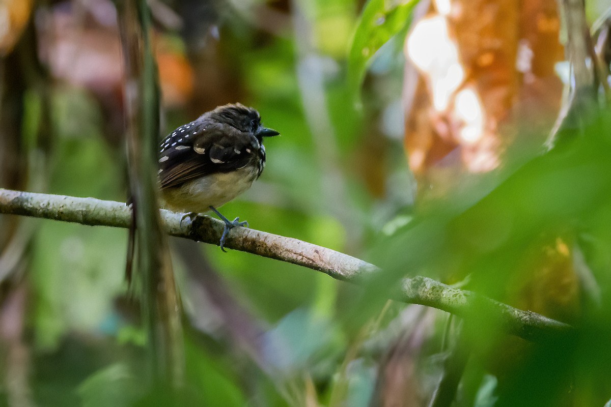 Dot-backed Antbird - ML269186951