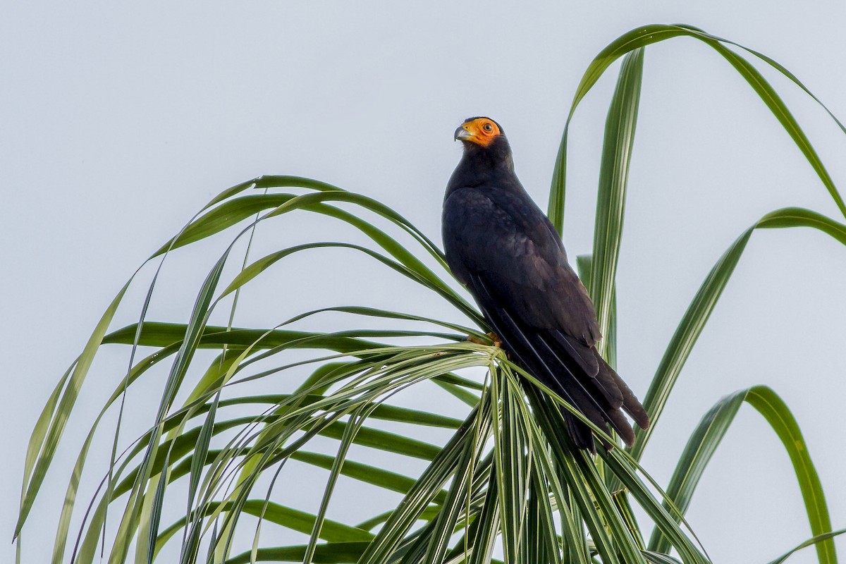 Black Caracara - ML269187711