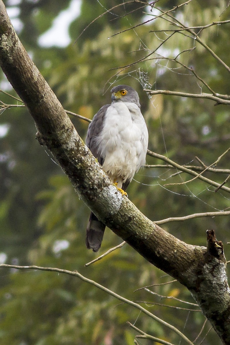 Bicolored Hawk (Bicolored) - Carl Downing