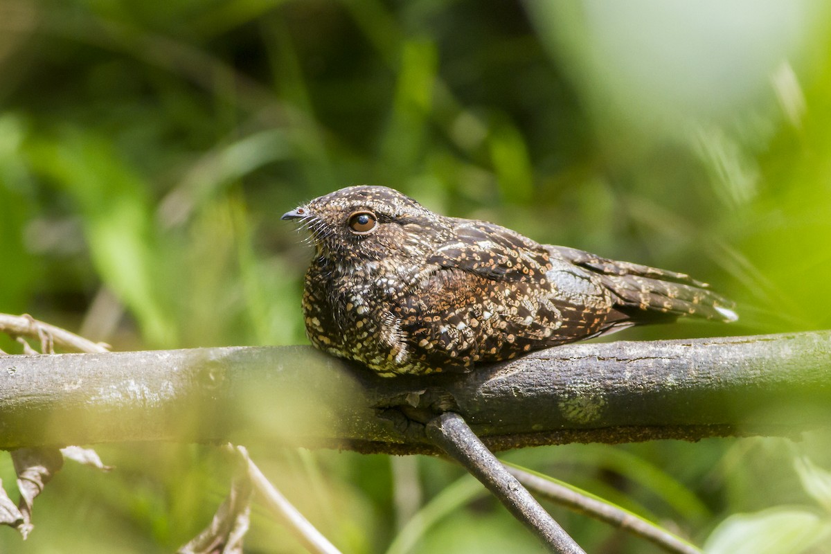 Blackish Nightjar - ML269188841