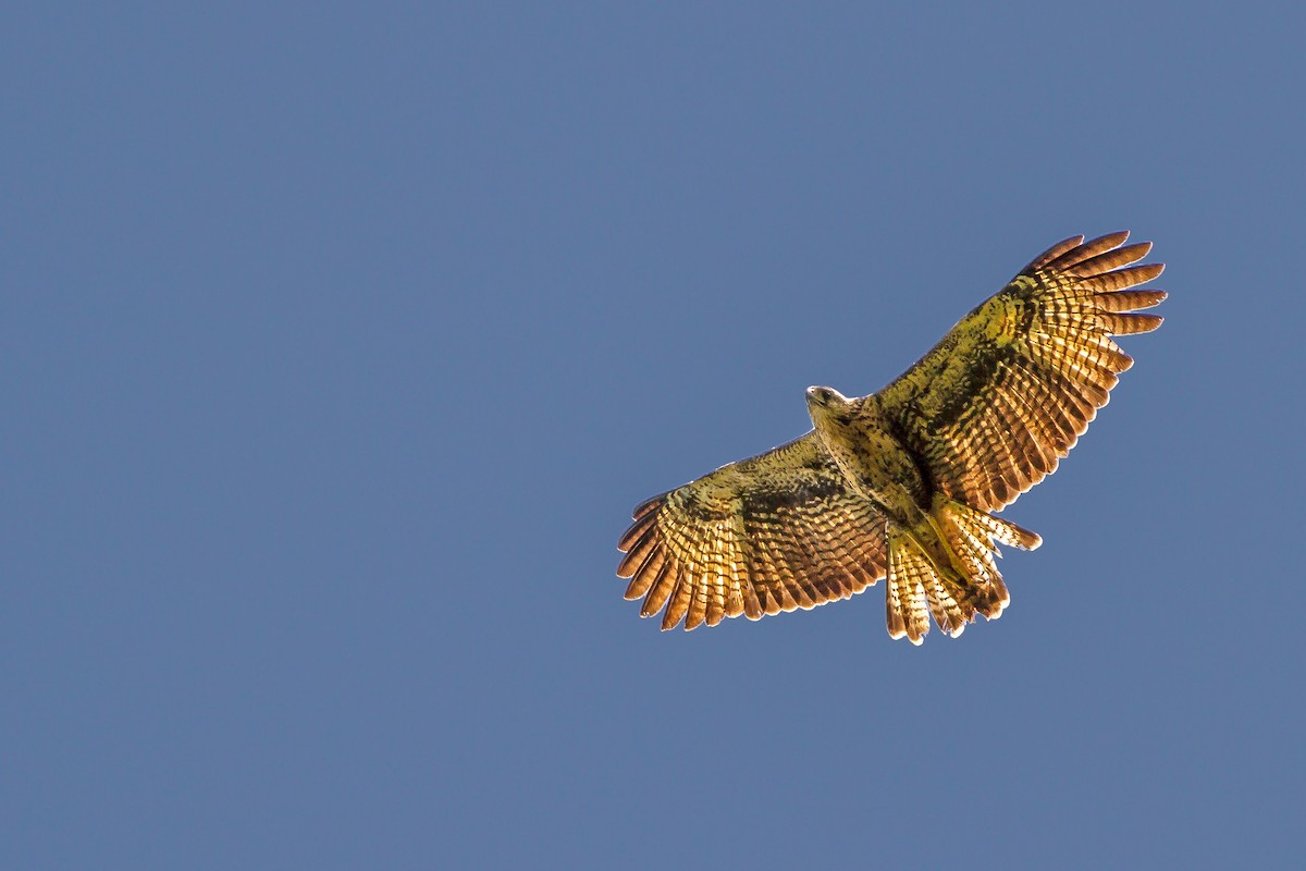 Great Black Hawk - ML269188851