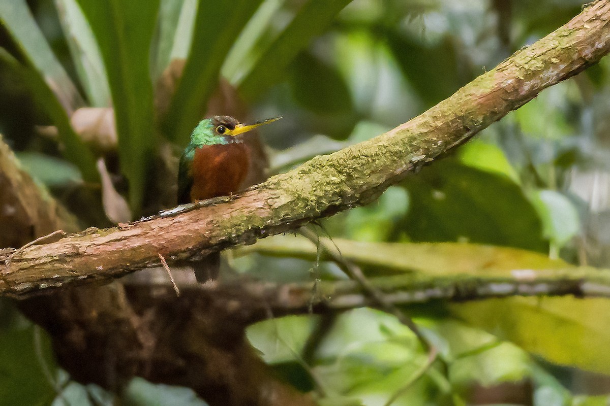 Yellow-billed Jacamar - ML269188981