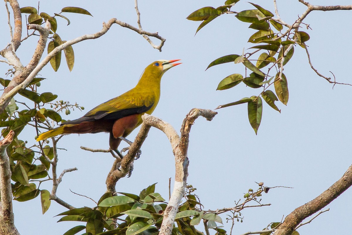 Green Oropendola - ML269189231