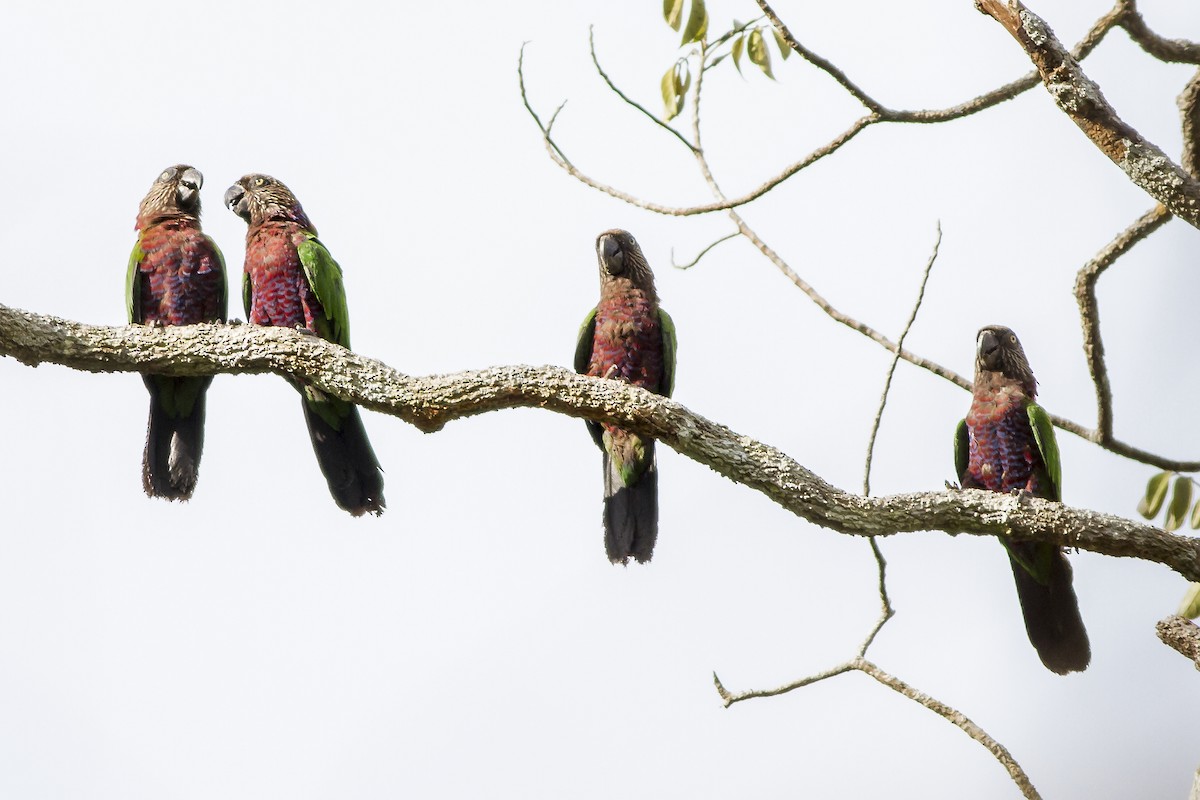 Red-fan Parrot - ML269189331