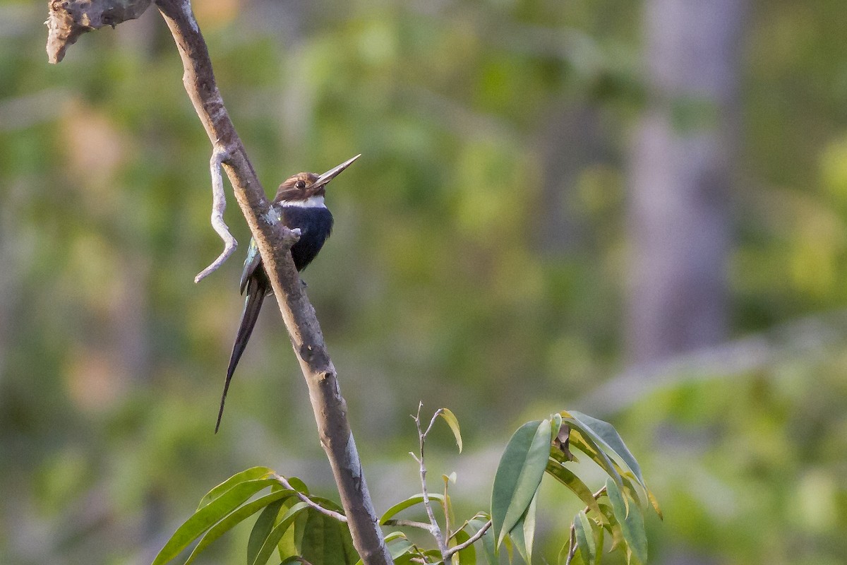 Paradise Jacamar - ML269189431