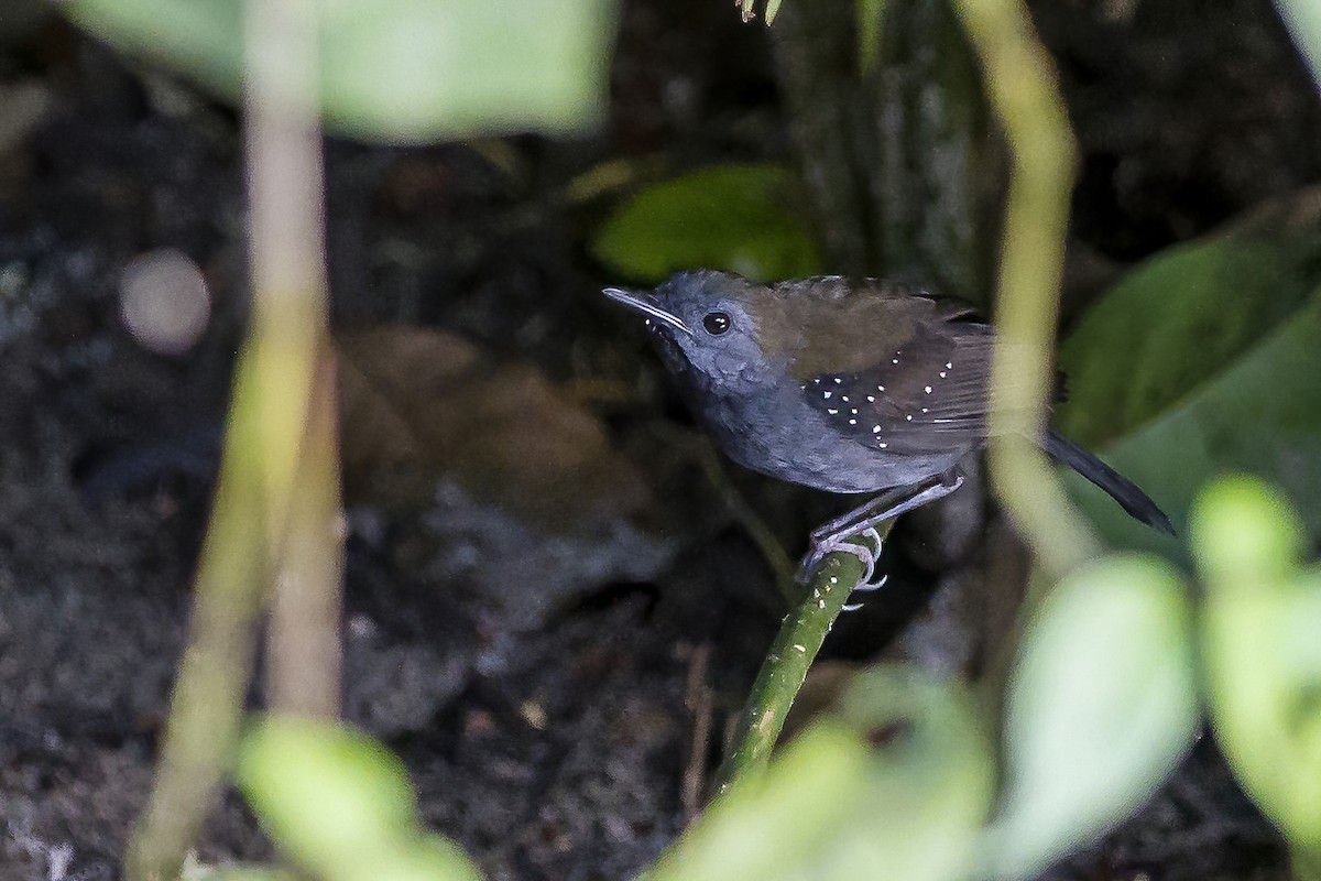 Black-throated Antbird - ML269189641