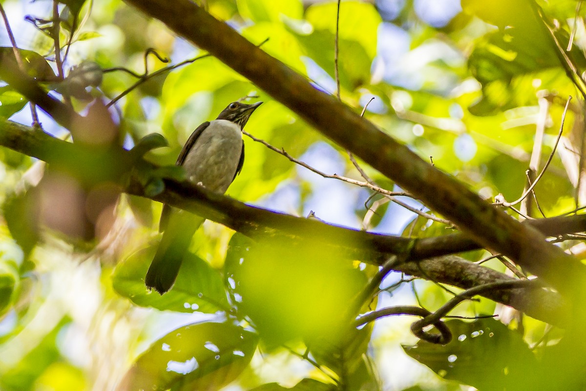 White-necked Thrush (Gray-flanked) - ML269189691